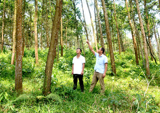 ngày một nhiều diện tích rừng được chứng nhận FSC