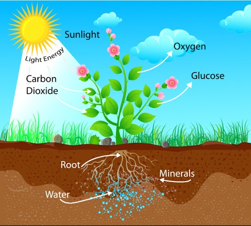 quy trình trồng cây theo organic