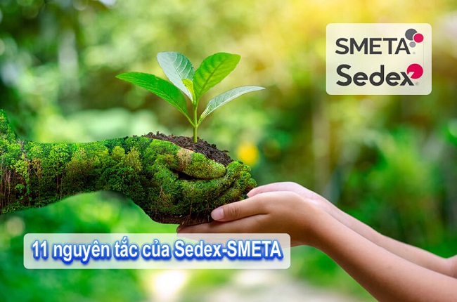 tư vấn sedex-smeta